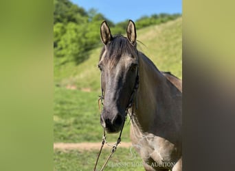 American Quarter Horse, Wallach, 14 Jahre, 142 cm, Grullo
