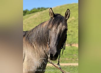 American Quarter Horse, Wallach, 14 Jahre, 142 cm, Grullo