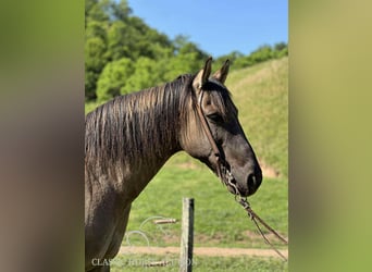 American Quarter Horse, Wallach, 14 Jahre, 142 cm, Grullo