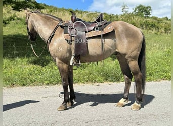 American Quarter Horse, Wallach, 14 Jahre, 142 cm, Grullo