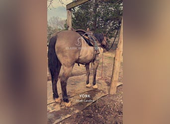 American Quarter Horse, Wallach, 14 Jahre, 142 cm, Grullo
