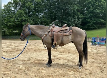 American Quarter Horse, Wallach, 14 Jahre, 142 cm, Grullo