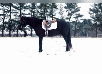 American Quarter Horse, Wallach, 14 Jahre, 142 cm, Rappe