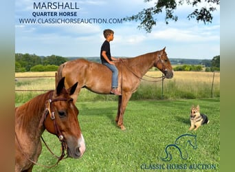 American Quarter Horse, Wallach, 14 Jahre, 142 cm, Roan-Red