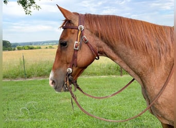 American Quarter Horse, Wallach, 14 Jahre, 142 cm, Roan-Red