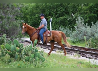 American Quarter Horse Mix, Wallach, 14 Jahre, 142 cm, Rotfuchs