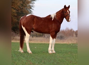 American Quarter Horse, Wallach, 14 Jahre, 142 cm, Schecke