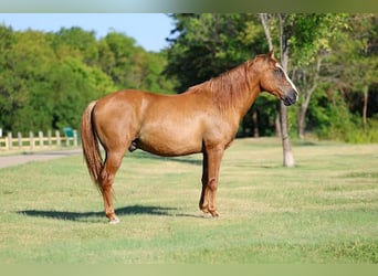 American Quarter Horse, Wallach, 14 Jahre, 142 cm