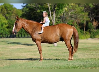 American Quarter Horse, Wallach, 14 Jahre, 142 cm