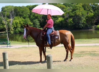 American Quarter Horse, Wallach, 14 Jahre, 142 cm