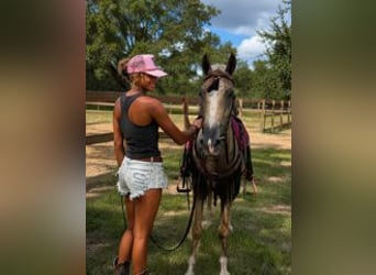 American Quarter Horse, Wallach, 14 Jahre, 145 cm, Palomino
