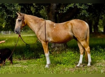 American Quarter Horse, Wallach, 14 Jahre, 145 cm, Palomino