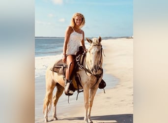 American Quarter Horse, Wallach, 14 Jahre, 145 cm, Palomino