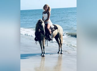 American Quarter Horse, Wallach, 14 Jahre, 145 cm, Palomino
