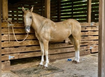 American Quarter Horse, Wallach, 14 Jahre, 145 cm, Palomino