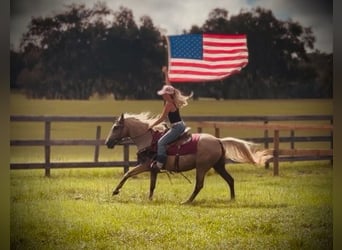 American Quarter Horse, Wallach, 14 Jahre, 145 cm, Palomino