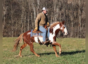 American Quarter Horse, Wallach, 14 Jahre, 145 cm, Rotfuchs
