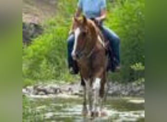 American Quarter Horse, Wallach, 14 Jahre, 145 cm, Tobiano-alle-Farben