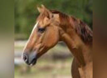 American Quarter Horse, Wallach, 14 Jahre, 145 cm, Tobiano-alle-Farben
