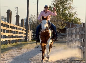 American Quarter Horse, Wallach, 14 Jahre, 147 cm, Overo-alle-Farben