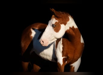 American Quarter Horse, Wallach, 14 Jahre, 147 cm, Overo-alle-Farben
