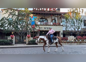 American Quarter Horse, Wallach, 14 Jahre, 147 cm, Overo-alle-Farben