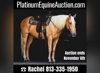 American Quarter Horse, Wallach, 14 Jahre, 147 cm, Palomino