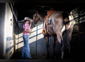 American Quarter Horse, Wallach, 14 Jahre, 147 cm, Roan-Bay