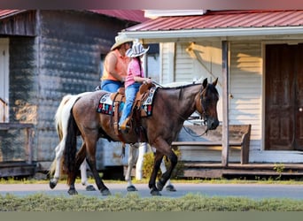 American Quarter Horse, Wallach, 14 Jahre, 147 cm, Roan-Bay