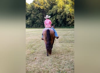 American Quarter Horse, Wallach, 14 Jahre, 147 cm, Roan-Bay