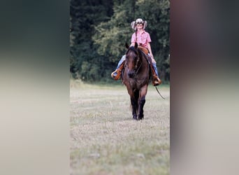 American Quarter Horse, Wallach, 14 Jahre, 147 cm, Roan-Bay