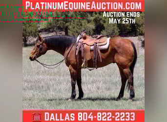 American Quarter Horse, Wallach, 14 Jahre, 147 cm, Rotbrauner