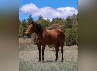 American Quarter Horse, Wallach, 14 Jahre, 147 cm, Rotbrauner