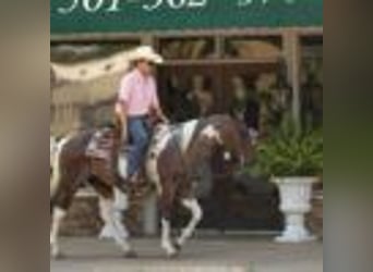 American Quarter Horse, Wallach, 14 Jahre, 147 cm, Rotbrauner