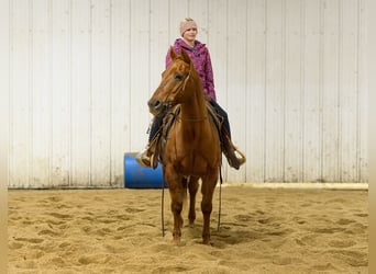 American Quarter Horse, Wallach, 14 Jahre, 147 cm, Rotfuchs