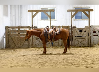 American Quarter Horse, Wallach, 14 Jahre, 147 cm, Rotfuchs