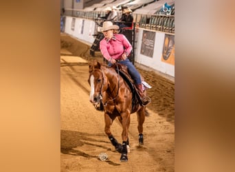 American Quarter Horse, Wallach, 14 Jahre, 148 cm, Brauner