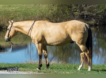 American Quarter Horse, Wallach, 14 Jahre, 150 cm, Falbe