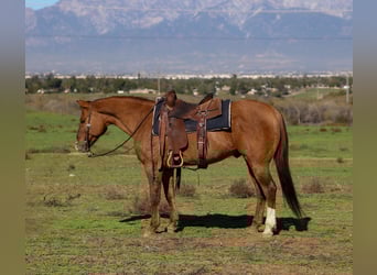 American Quarter Horse, Wallach, 14 Jahre, 150 cm, Falbe