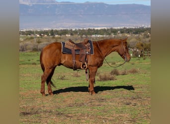 American Quarter Horse, Wallach, 14 Jahre, 150 cm, Falbe