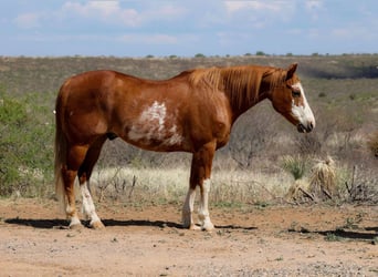 American Quarter Horse, Wallach, 14 Jahre, 150 cm, Overo-alle-Farben