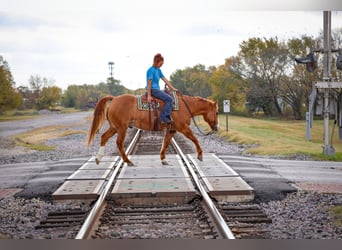 American Quarter Horse, Wallach, 14 Jahre, 150 cm, Red Dun