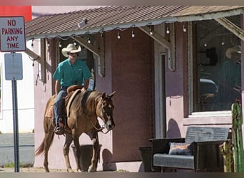 American Quarter Horse, Wallach, 14 Jahre, 150 cm, Red Dun
