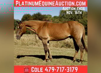 American Quarter Horse, Wallach, 14 Jahre, 150 cm, Red Dun