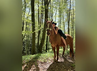 American Quarter Horse, Wallach, 14 Jahre, 150 cm, Red Dun