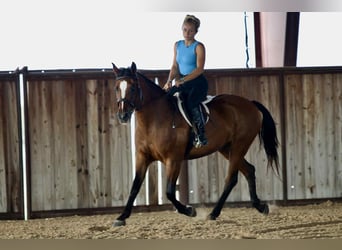 American Quarter Horse, Wallach, 14 Jahre, 150 cm, Rotbrauner