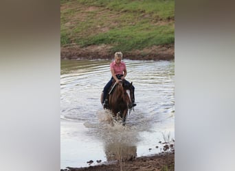 American Quarter Horse, Wallach, 14 Jahre, 150 cm, Rotbrauner