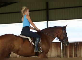 American Quarter Horse, Wallach, 14 Jahre, 150 cm, Rotbrauner
