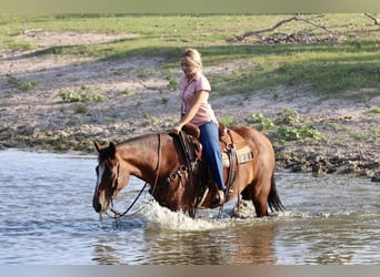 American Quarter Horse, Wallach, 14 Jahre, 150 cm, Rotbrauner