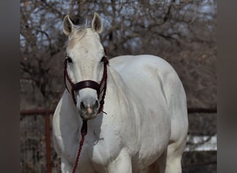 American Quarter Horse, Wallach, 14 Jahre, 150 cm, Schimmel